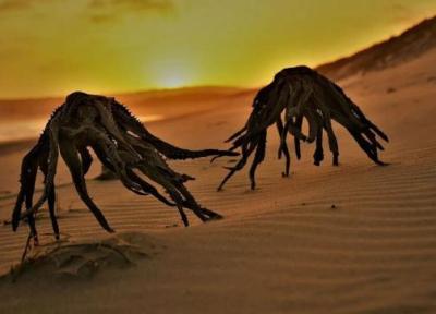 موجودات ترسناک در ساحل؛ نترسید این ها بیگانگان فضایی نیستند